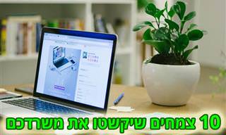 10 צמחים שאפשר לגדל במשרד