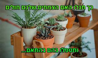 המדריך השלם לזיהוי בעיות בצמחים חולים וטיפול בהן
