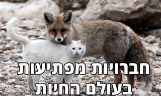 17 תמונות מקסימות של חברויות מפתיעות בעולם החיות