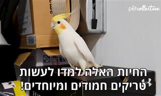 אוסף משעשע של חיות חמודות מבצעות טריקים מיוחדים