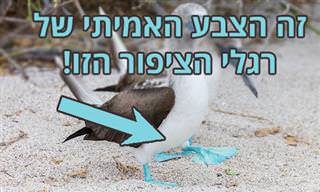 17 ציפורים אקזוטיות שנראות כאילו הגיעו מעולם אחר