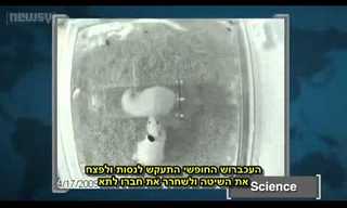 מחקר חדש גילה: עכברושים מביעים אמפתיה