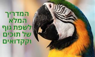 מדריך להבנת שפת גוף של תוכים