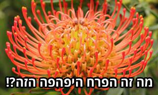 17 פרחים בעלי מראה משונה ומיוחד במינו שכדאי שתכירו