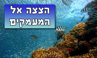 אוסף סרטונים מרהיבים של העולם התת-ימי