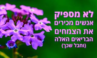 10 צמחי מרפא נהדרים שלא רבים מכירים