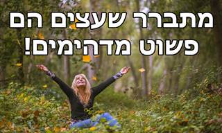 14 עובדות מדהימות על עצים