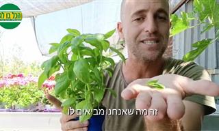 טיפים לגידול שיח בזיליקום בחצר או בגינה