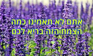 9 יתרונות בריאותיים של צמח המרווה