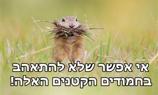 17 תמונות חמודות של חיות קטנות ברגעים מקסימים