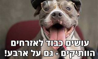 סדרת תמונות מקסימות של כלבים מבוגרים בתלבושות של בני אדם