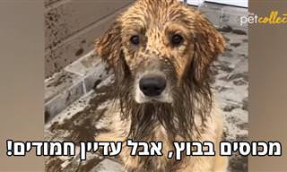 מכוסים בבוץ, אבל עדיין חמודים - אוסף חיות מצחיקות שאוהבות להתלכלך