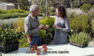 סרטון הסבר על גידול שתילים בבית