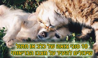 10 סוגי צואה של כלב או חתול שמעידים על מצבו הבריאותי