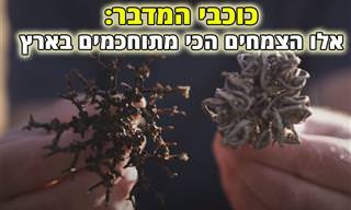 סודות צמחי המדבר - הצמחים הכי מתוחכמים בישראל