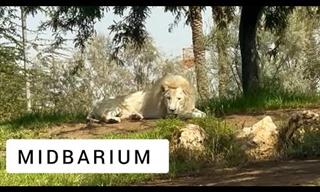 הסרטון הזה ייקח אתכם לטיול במדבריום בבאר שבע