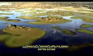 מישורי הפאנטנאל בברזיל - פעימות החיים