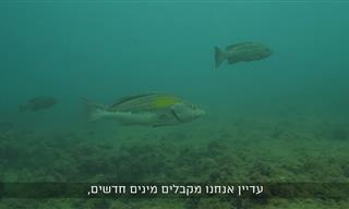 לספור דגים בים: הצטרפו לחוקרי הטבע הישראליים של הים התיכון