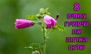 8 צמחים שמשפרים את איכות האדמה
