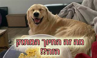 כלבים שמחים וחייכנים שימיסו את לבכם