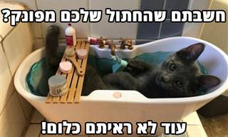 16 תמונות מצחיקות וחמודות של חתולים מפונקים
