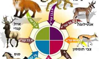מהי המהירות של חיות היבשה?