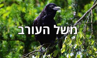 משל העורב – סיפור עם מוסר השכל שחשוב לזכור