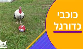 כוכבי כדורגל ממלכת הטבע -סרטון חמוד ומשעשע במיוחד!