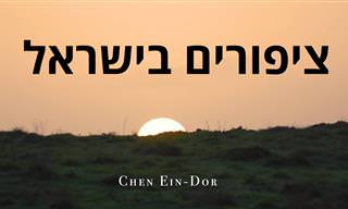 ציפורים בישראל – טעימה קטנה ממה שאפשר לראות בשמי ארצנו