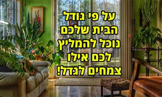 צמחים מומלצים לגידול ביתי על פי גודל הבית שלכם