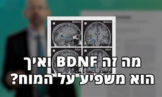 מה זה BDNF ואיך זה משפיע על תפקוד המוח ודיכאון?