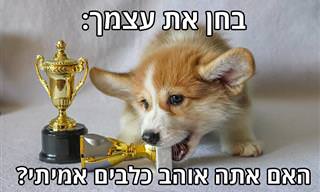 בחן את עצמך: האם אתה באמת אוהב כלבים?