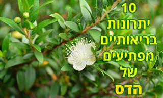 10 יתרונות בריאותיים מדהימים של הדס