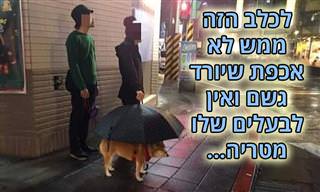 15 בעלי חיים מצחיקים שחושבים שהם הכי חשובים בעולם