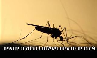 9 פתרונות טבעיים שירחיקו מכם יתושים ביעילות