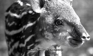 בעל החיים הביישן והצנוע שרובנו לא מכירים