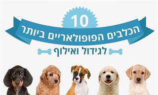 מידע על 10 הכלבים הפופולאריים ביותר לגידול ואילוף