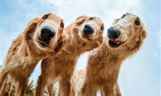 18 תמונות נבחרות מתחרות צילום הכלבים של Kennel Club