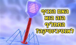 במחקר חדש נמצא: נגיפים קוטלי חיידקים עשויים להחליף את האנטיביוטיקה