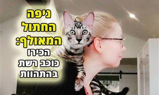 הכירו את ניפה - החתול התעלולן שמשגע את הרשת!