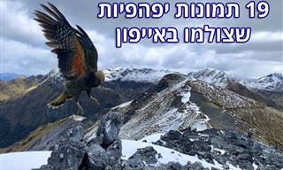 19 תמונות מדהימות מתחרות צילום באייפון לשנת 2020