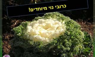 כרובי נוי מיוחדים!