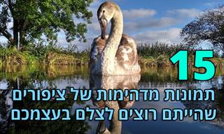 15 תמונות מתחרות צילום ציפורים לשנת 2020
