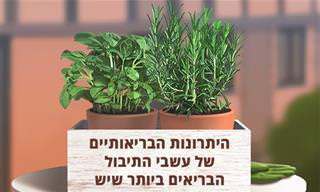 כל מה שצריך לדעת על 9 עשבי התיבול הבריאים ביותר שיש