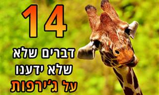 14 עובדות מעניינות על ג'ירפות