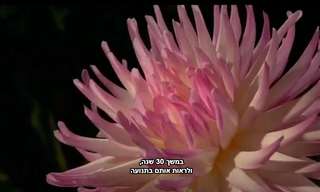 טבע, יופי והכרת תודה - הרצאת טד