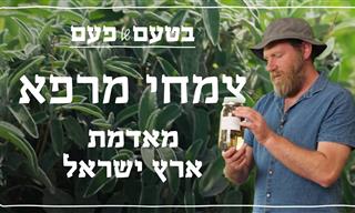 צמחי מרפא ישראליים שכדאי להכיר ומה עושים איתם
