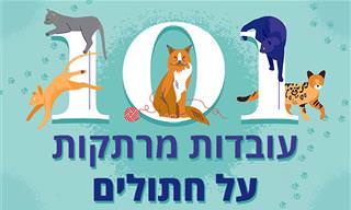 101 עובדות מרתקות על חתולים