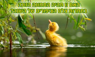 15 תמונות מתוך תחרות צלם הציפורים לשנת 2021