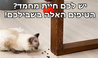 אוסף טיפים וטריקים לבעלי חיות מחמד ובונוס של מלכודת עכברים תוצרת בית